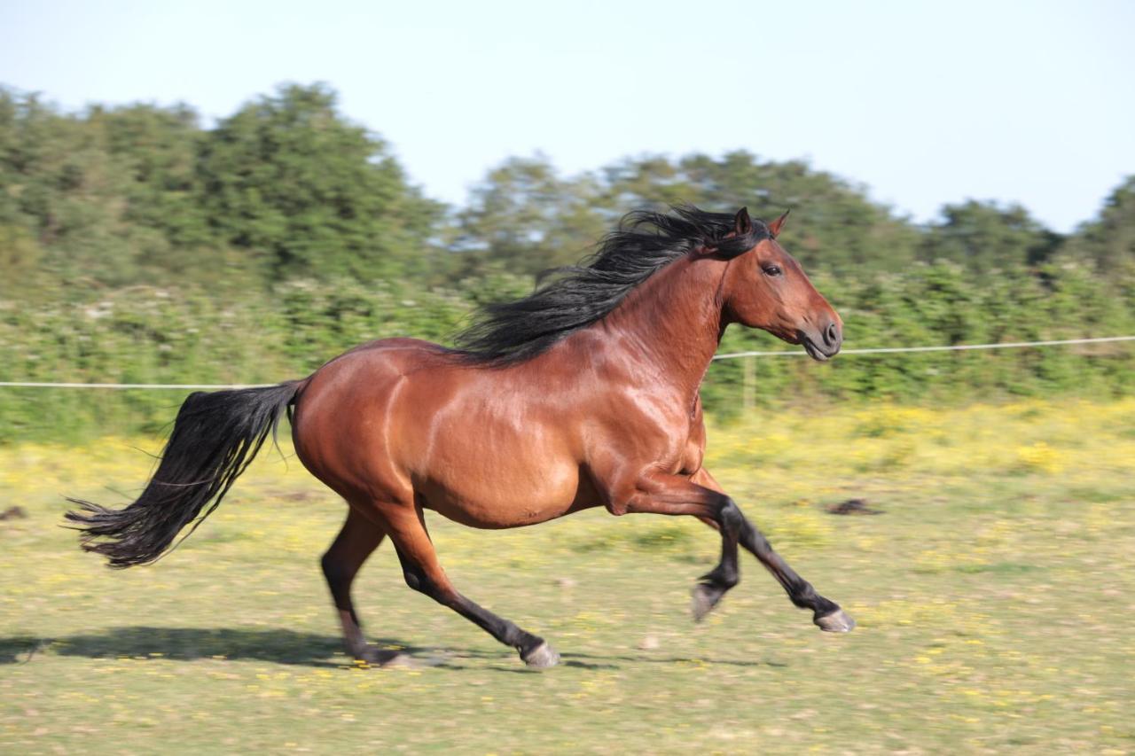 Relais De Chasse La Chaignaie Saint-Hilaire-de-Loulay Εξωτερικό φωτογραφία